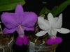 Cattleya walkeriana 